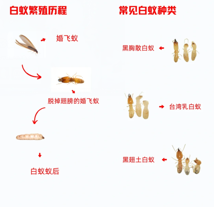 常见的白蚁种类有那些 知乎 
