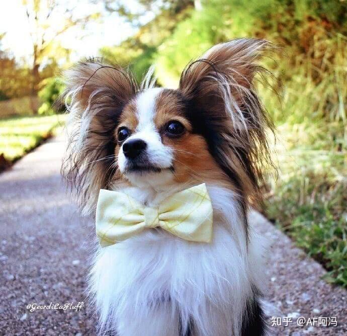 想问一下我家这只是柯基和蝴蝶犬串串吗? - 知乎