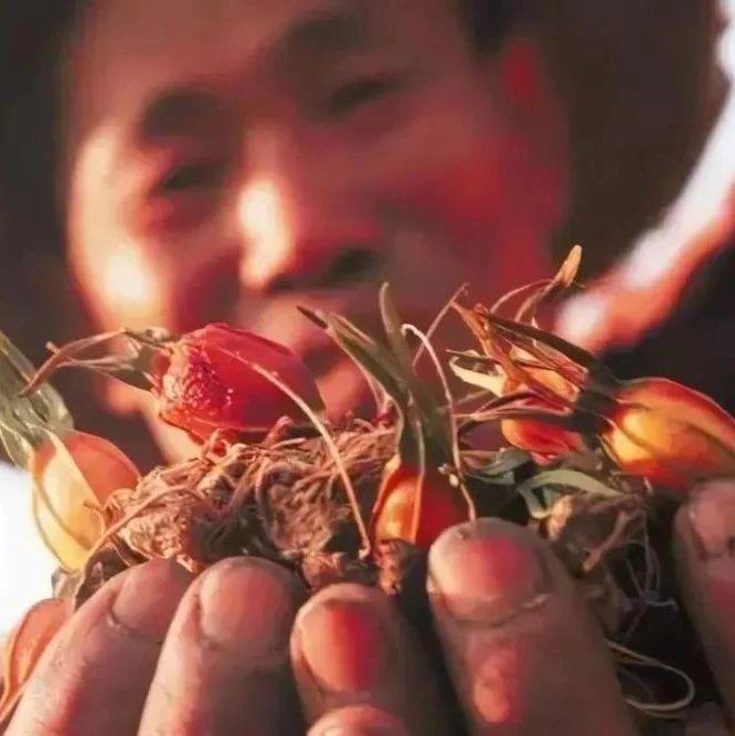 全国道地知名中药材名录及15大道地产区分布 - 知乎