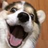 Zhihu profile picture for @barnes