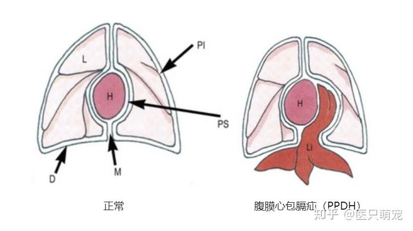 貓的疝氣是什麼症狀