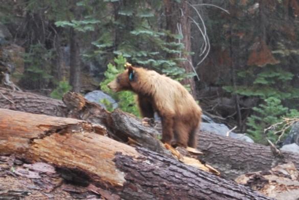 想去美国公路旅行甚至是横穿美国,怎样入手做自驾游计划比较好?