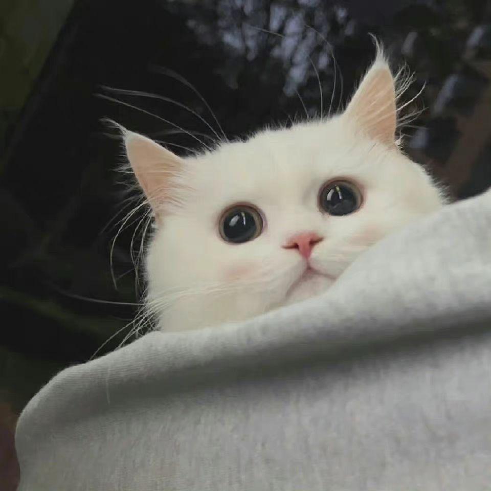 你最喜欢的微信背景图是什么