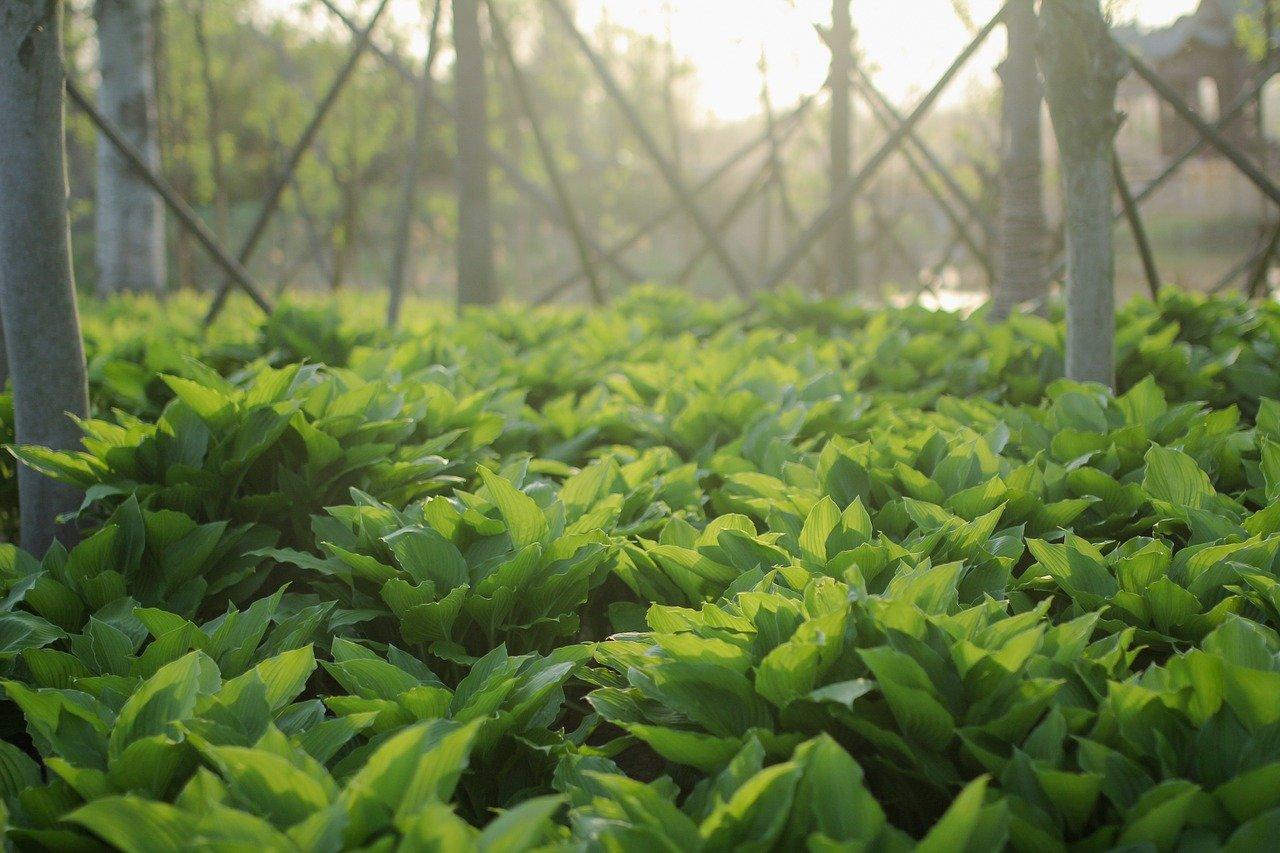 春日放风筝乐趣多