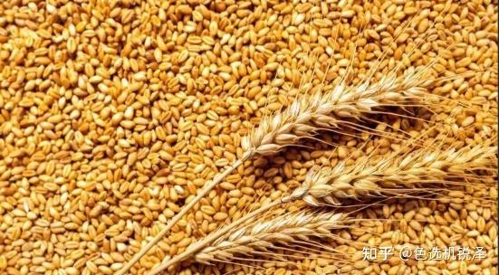 小麦色选机：智慧之眼守护“麦”粒归仓 - 知乎