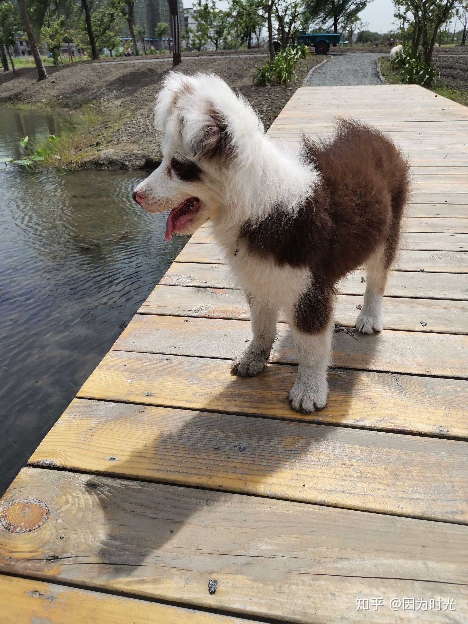 丁香色的边牧是比较稀有的吗? - 知乎