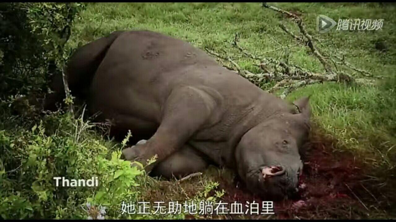 最后一只白犀牛死亡图片