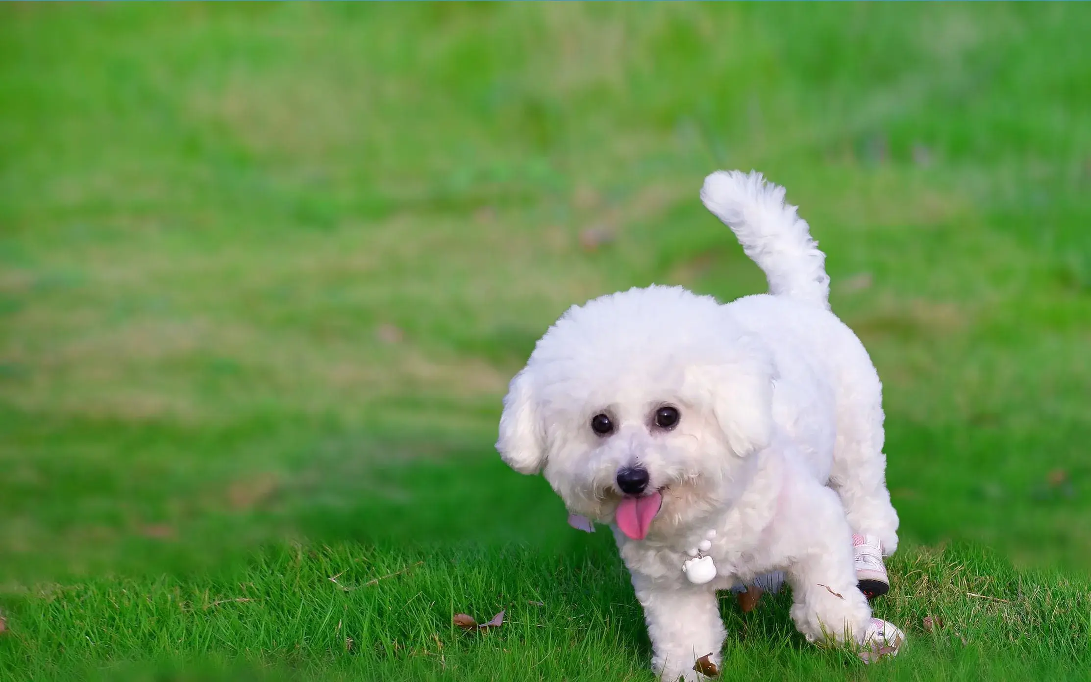 比熊犬5000元算贵吗