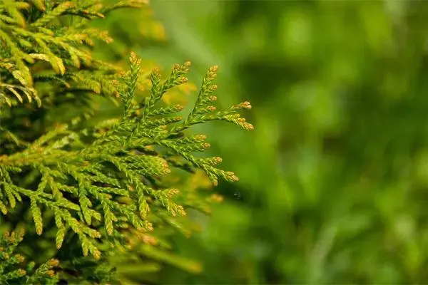 精油知识 | 丝柏CYPRESS - 知乎