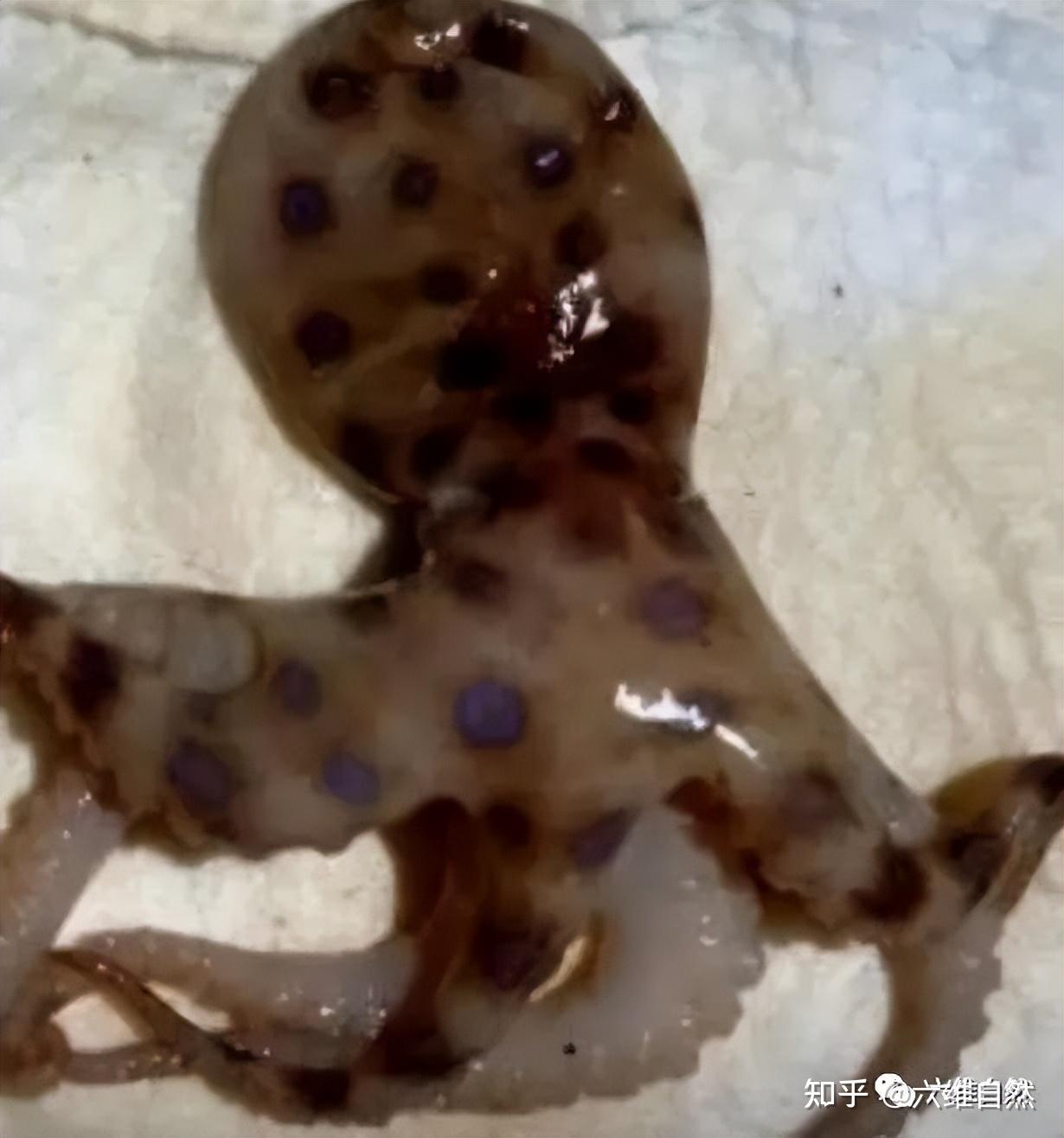 深圳网友称在山姆买到蓝环章鱼店方回应概率很低会联系顾客核实具体