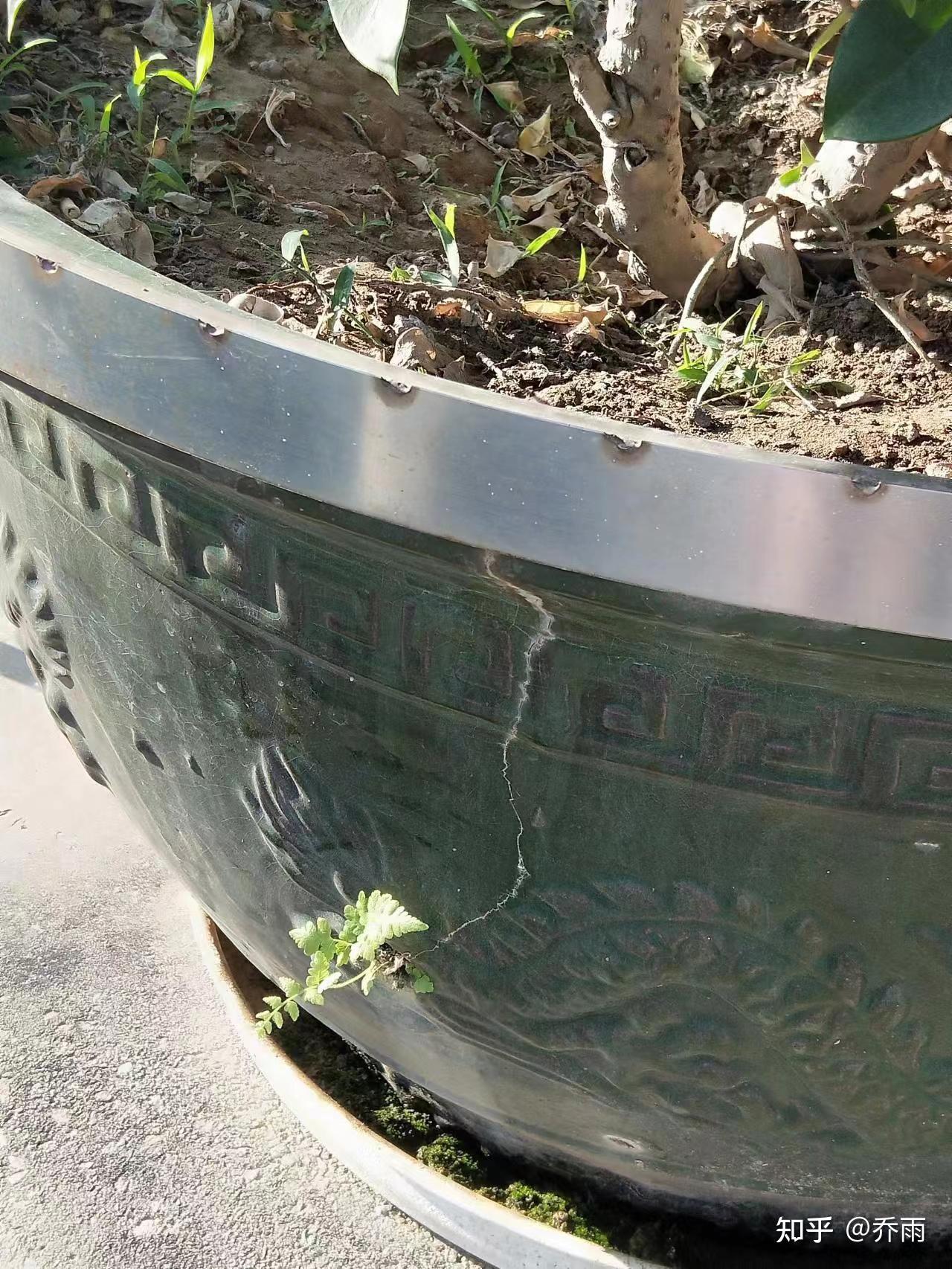 缝隙中的植物 - 知乎