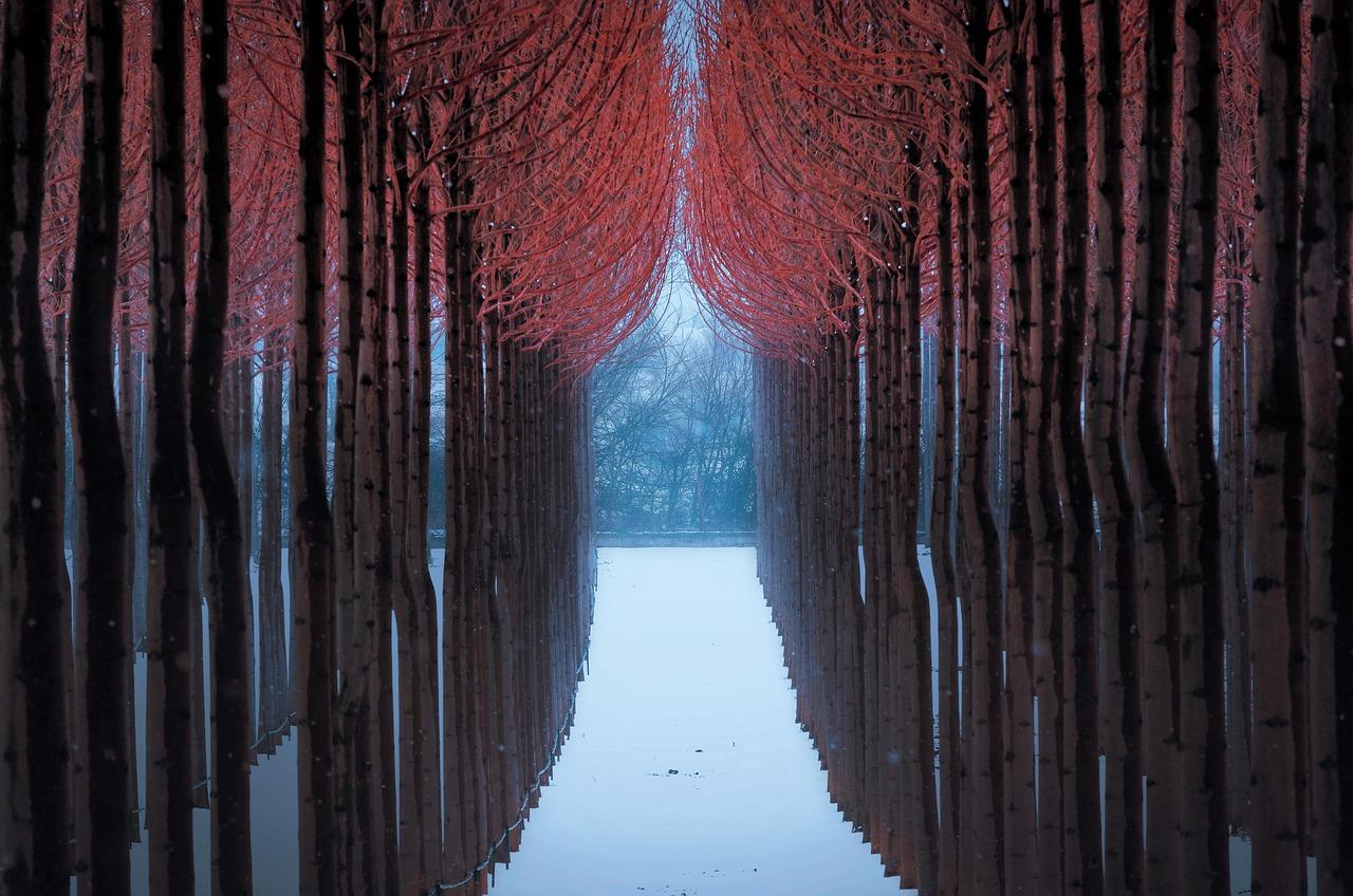 什么树根可以着色