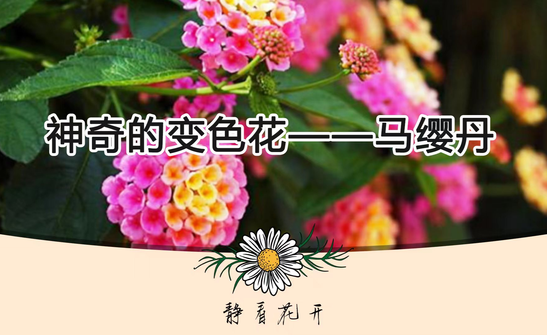 神奇的变色花图片