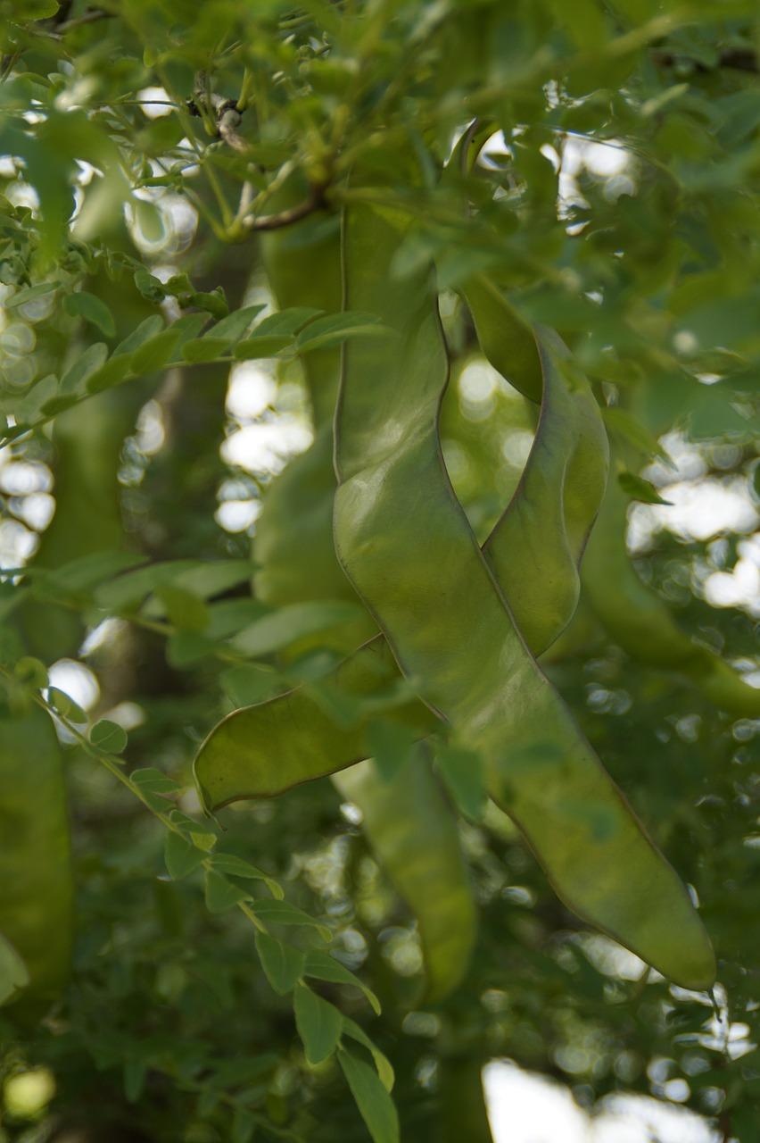 1. 沙树播种时间