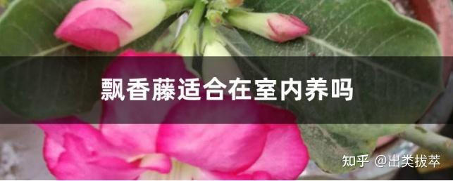 室内绿植养护工作管理