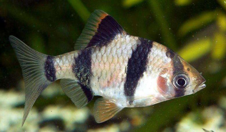 虎皮鱼吃什么?虎皮鱼喂养方式