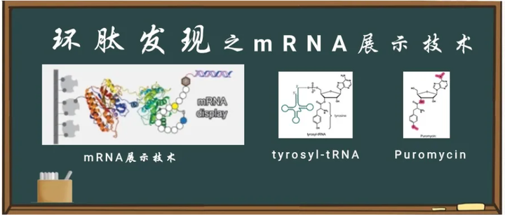 环肽发现之mRNA展示技术 - 知乎