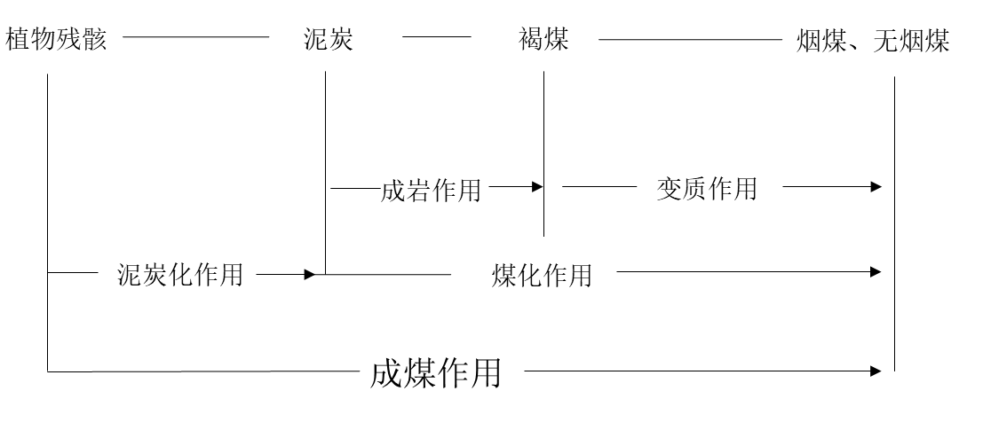 煤炭的生成過程是什麼樣的? - 知乎