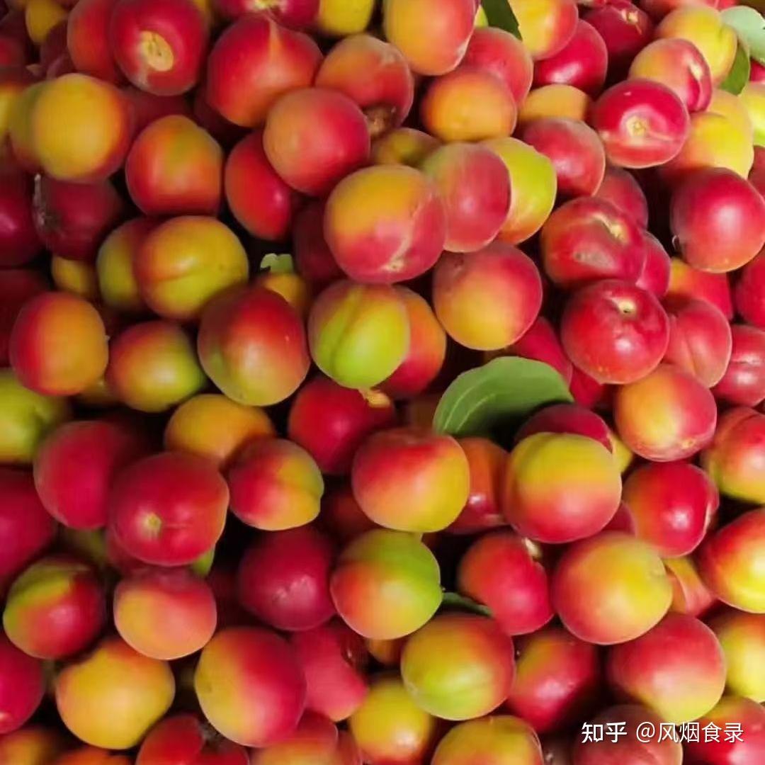 中国最好吃的十种“杏”，不接受反驳！ - 知乎