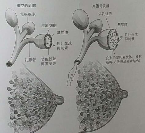 浆液性腺泡手绘图图片