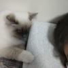 古德猫宁
