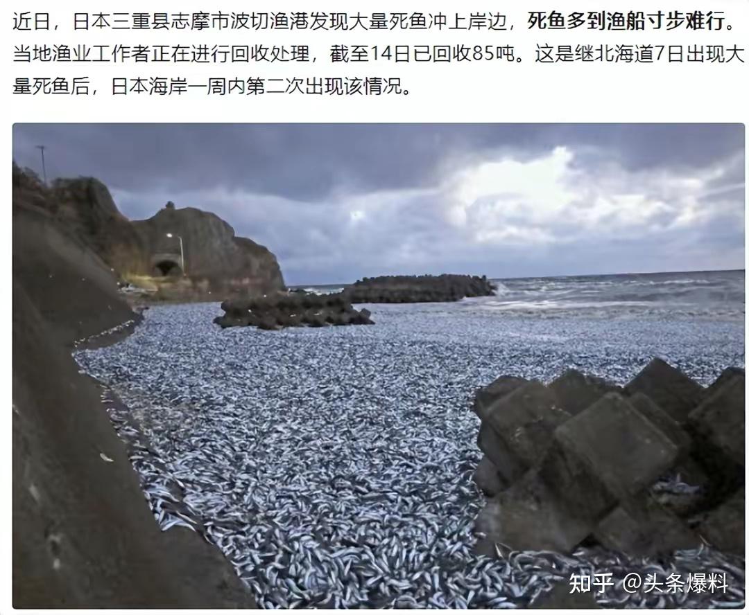 日本北海道海岸出现大量死鱼,绵延 7 公里,当地渔民称 40 多年来第一
