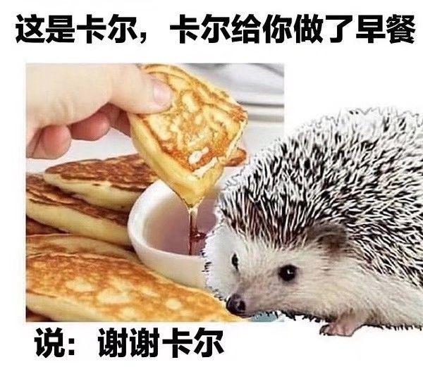 求刺猬卡尔表情包.哪哪都找不着? - 知乎