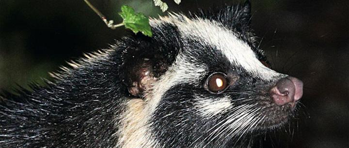 神奇物种果子狸