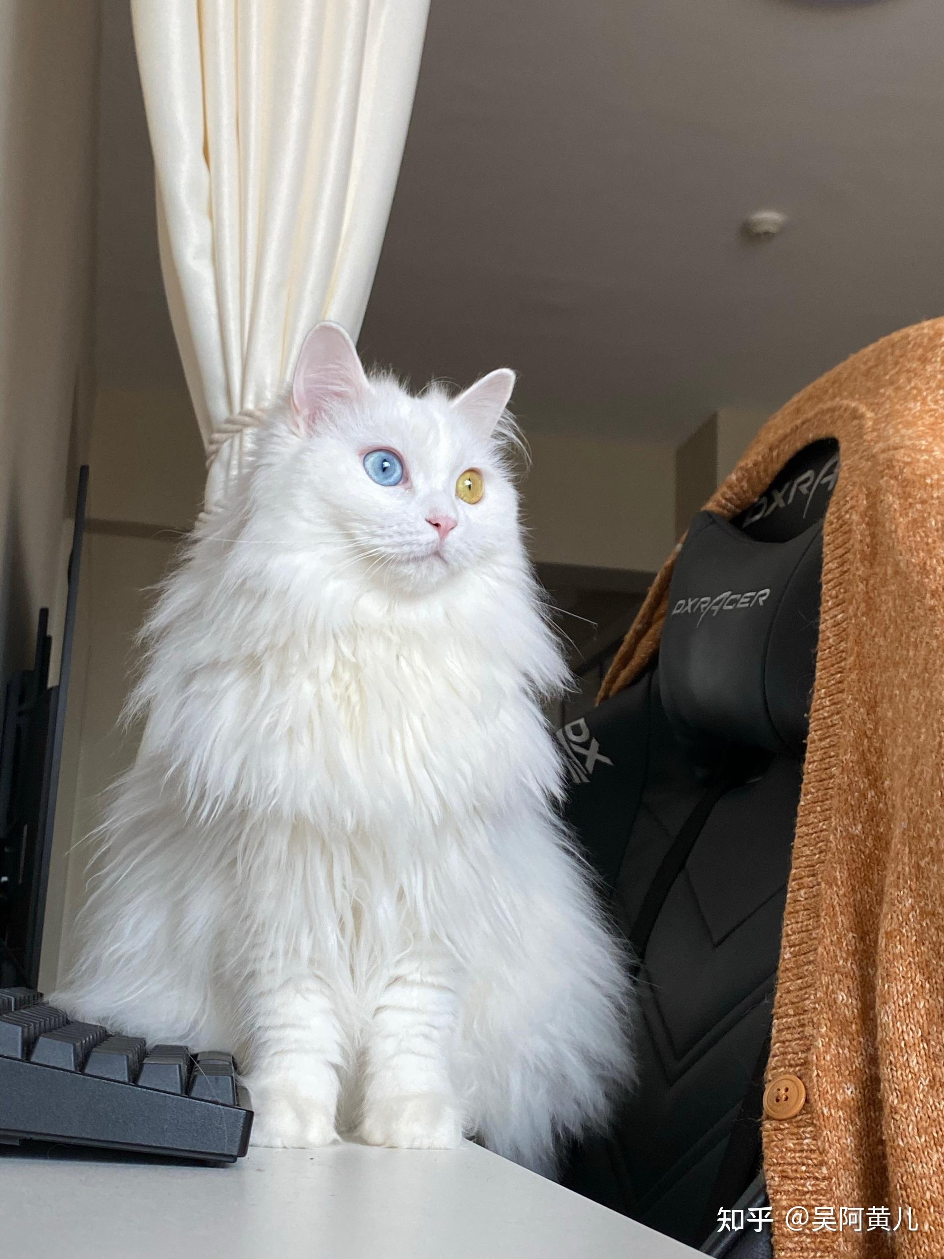 请问这只是临清狮猫吗