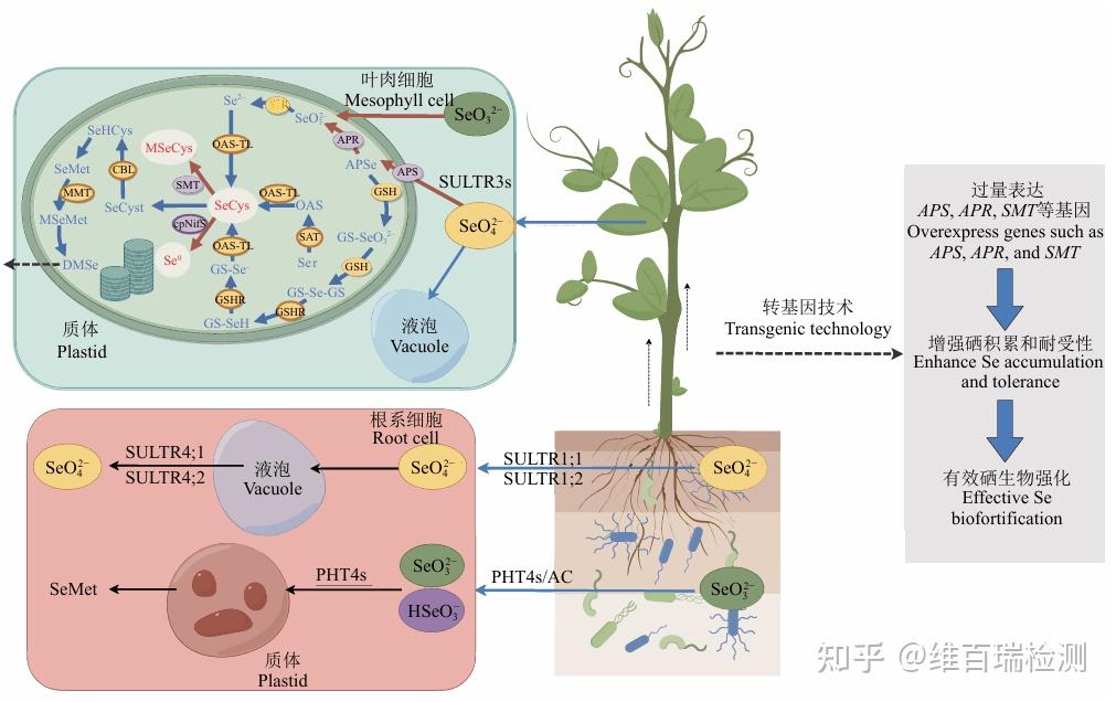 植物硒检测包:总硒+有机硒+无机硒与硒代氨基酸精准定量 - 知乎