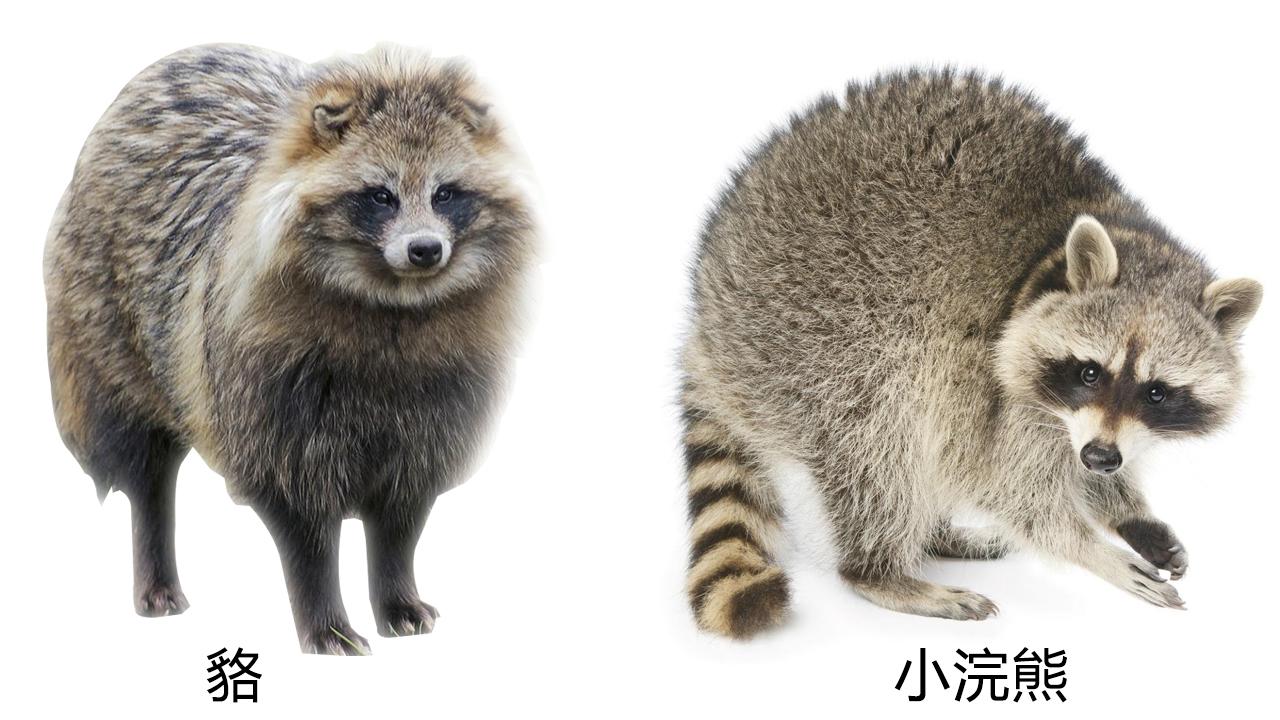 江西南昌出现“貉影”,外形像狗有獠牙,能抓老鼠会欺负流浪猫 - 知乎