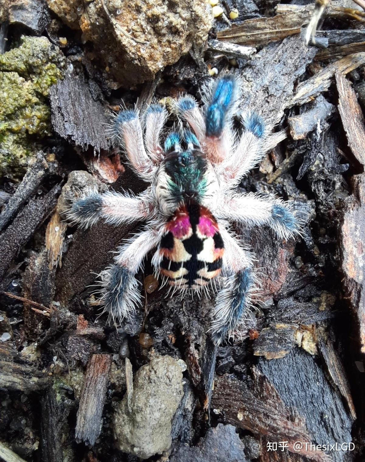 请教各位大佬这是啥蜘蛛