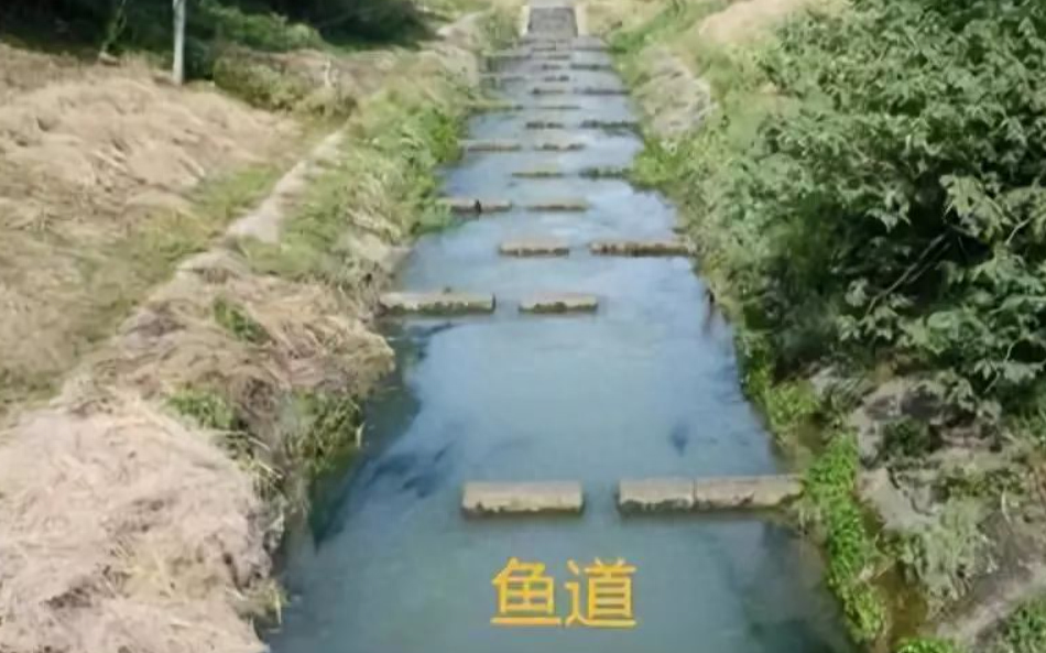 大坝上的鱼道:让鱼类洄游和产卵成为可能 - 知乎