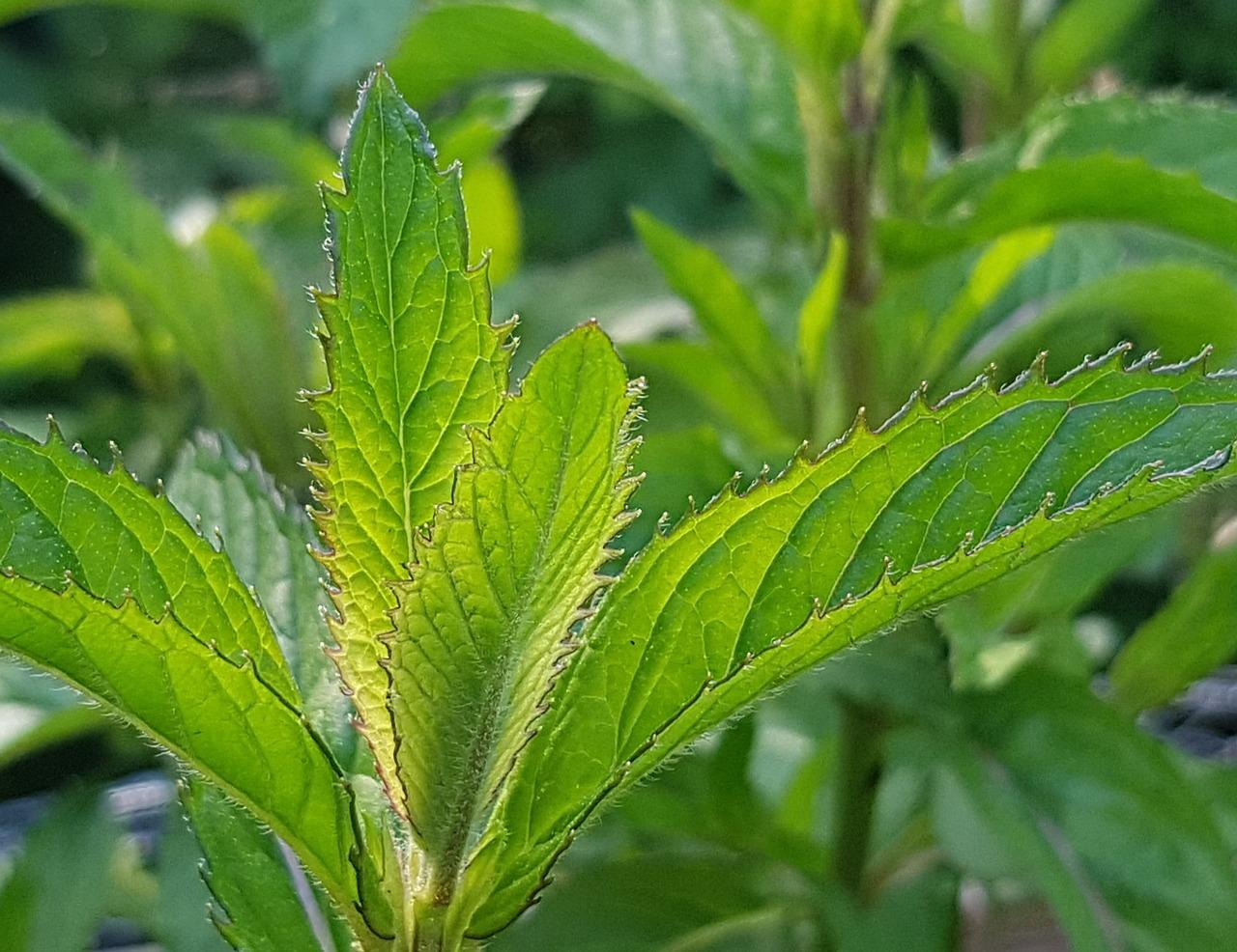 胡椒薄荷如何浇水