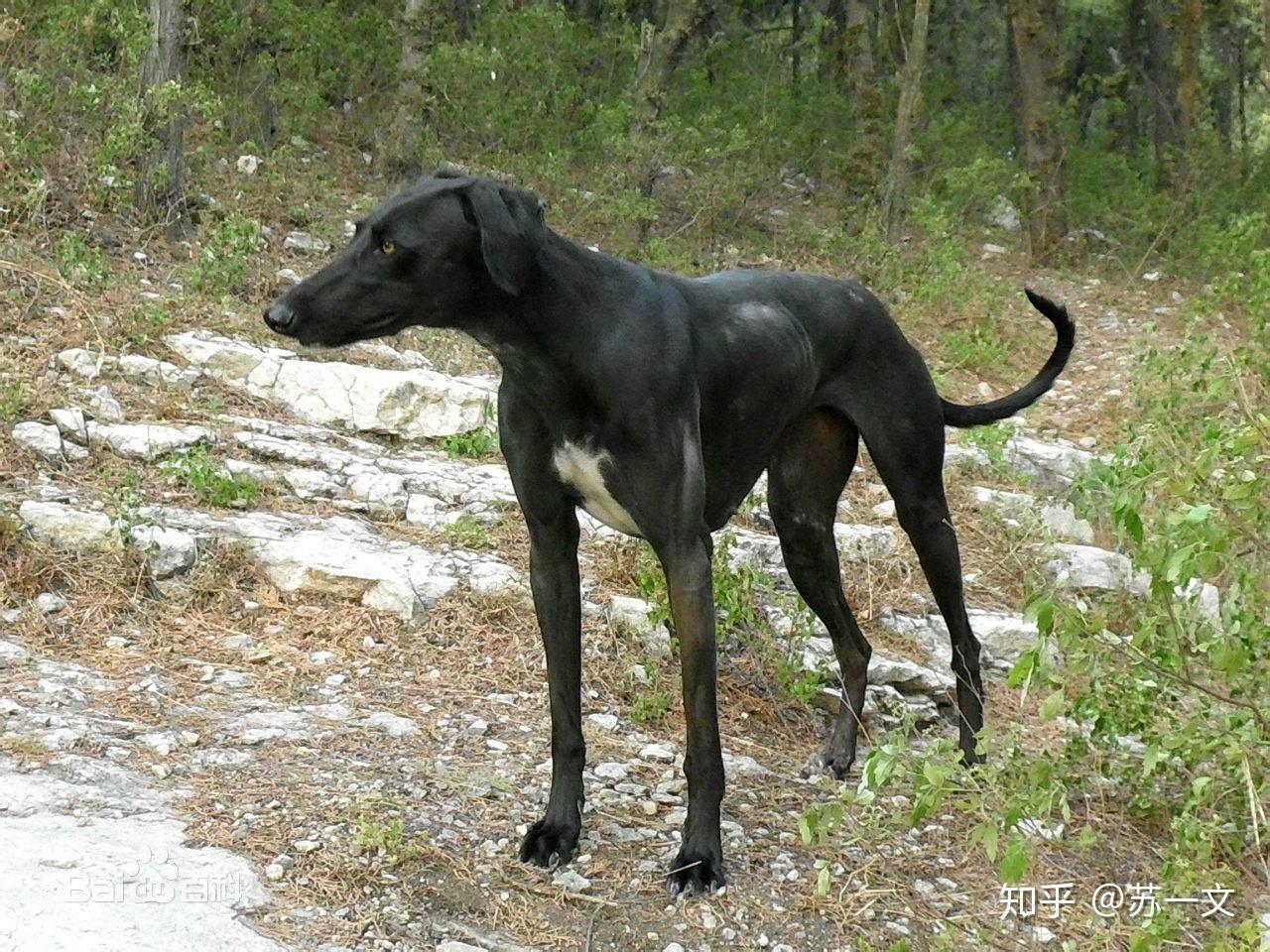 箭毛猎犬是湖北黄石等地的一种原生犬种,身形修长,健美,被毛短直而硬