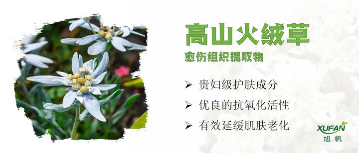 雪绒花(高山火绒草(LEONTOPODIUM ALPINUM)愈伤组织提取物):阿尔卑斯山上的名花,贵妇级成分 - 知乎