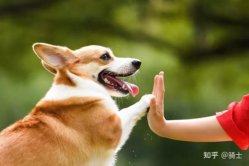 狗狗是如何定义主人和自己的关系的? - 知乎