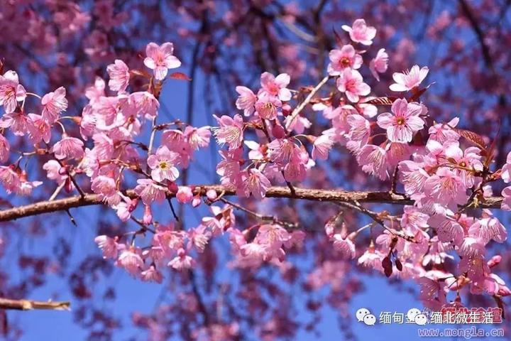 凉季的东枝美若仙境！又一次惊艳了世界 - 知乎