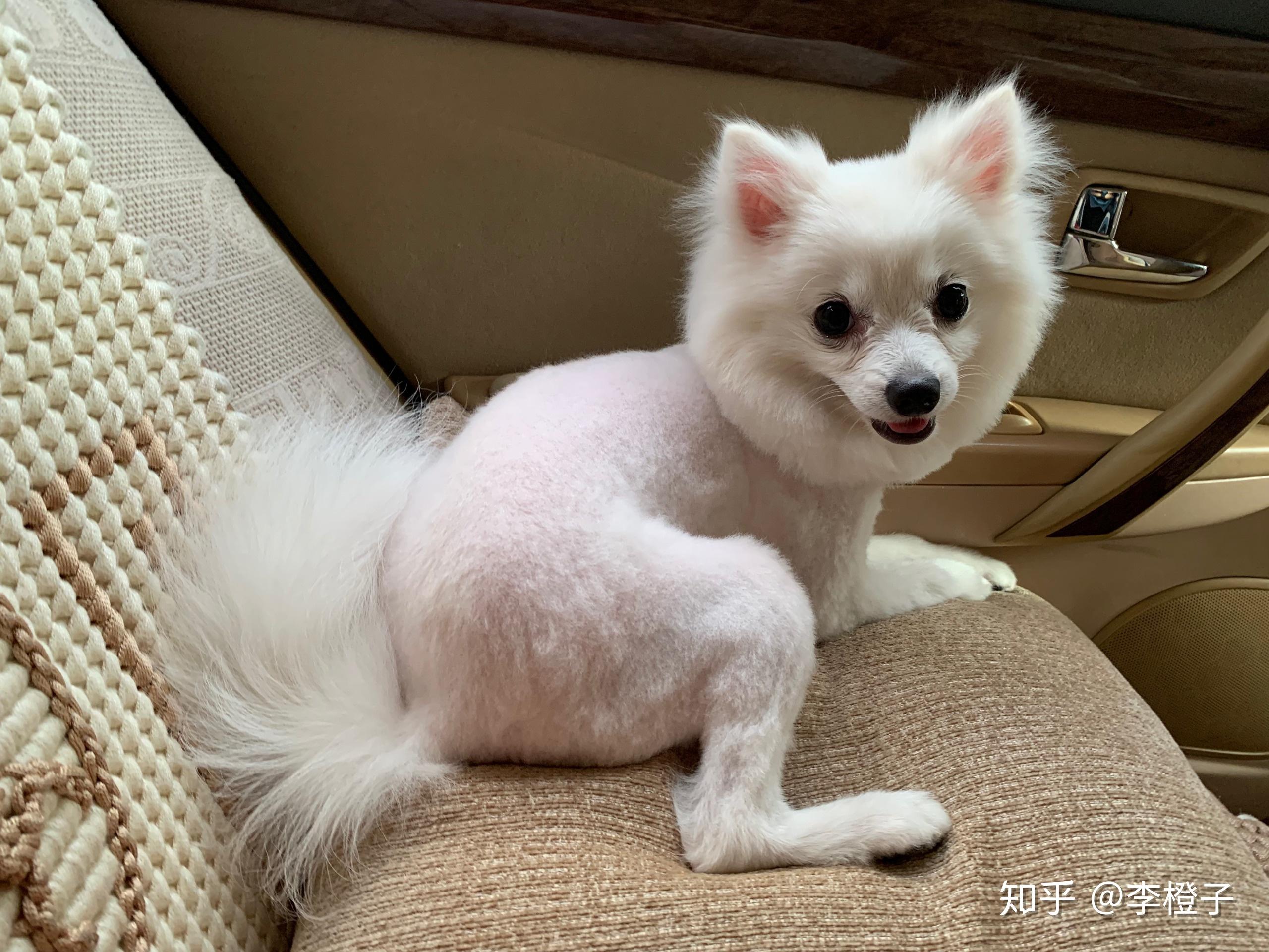 宠物狗被剃光毛的瞬间会不会像人脱光衣服一样感到害羞不适