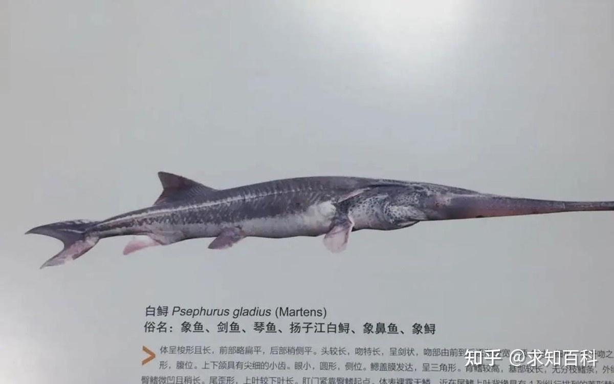 「中国淡水鱼之王」白鲟被正式宣布灭绝,长江鲟野外灭绝,为何会造成这