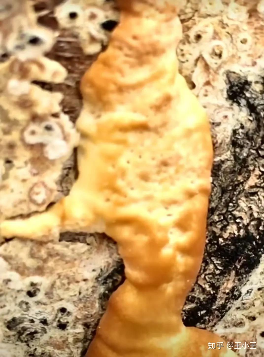 请问这种长在杨树树桩的真菌是什么菌?