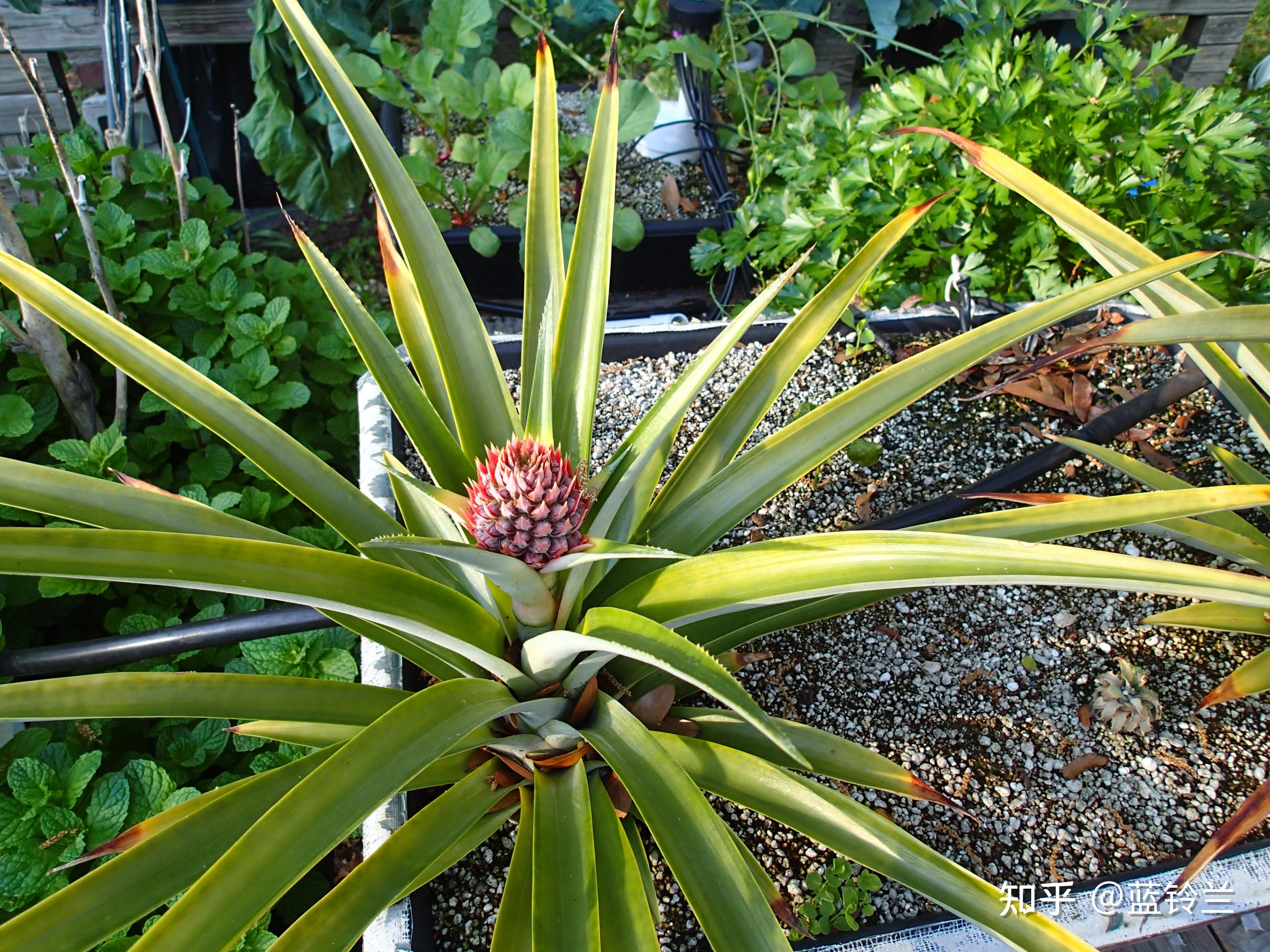 菠萝的种植方法和技术 - 花百科