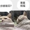 菲兹的小鲨鱼