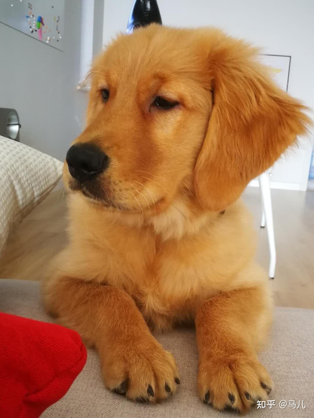 为什么我三个月的小金毛耳朵是卷毛? - 知乎