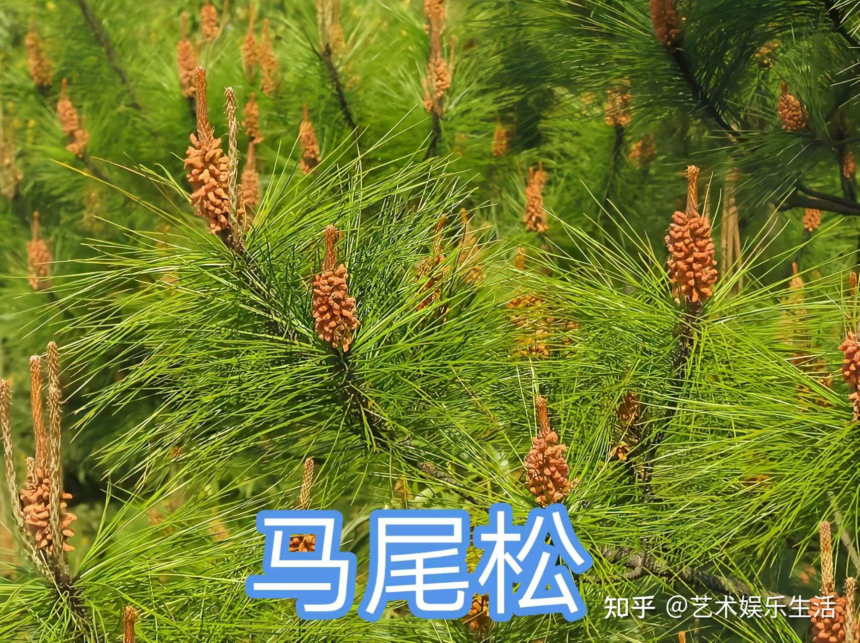 215种松科植物,最长寿的狐尾松已经活了4800岁 - 知乎