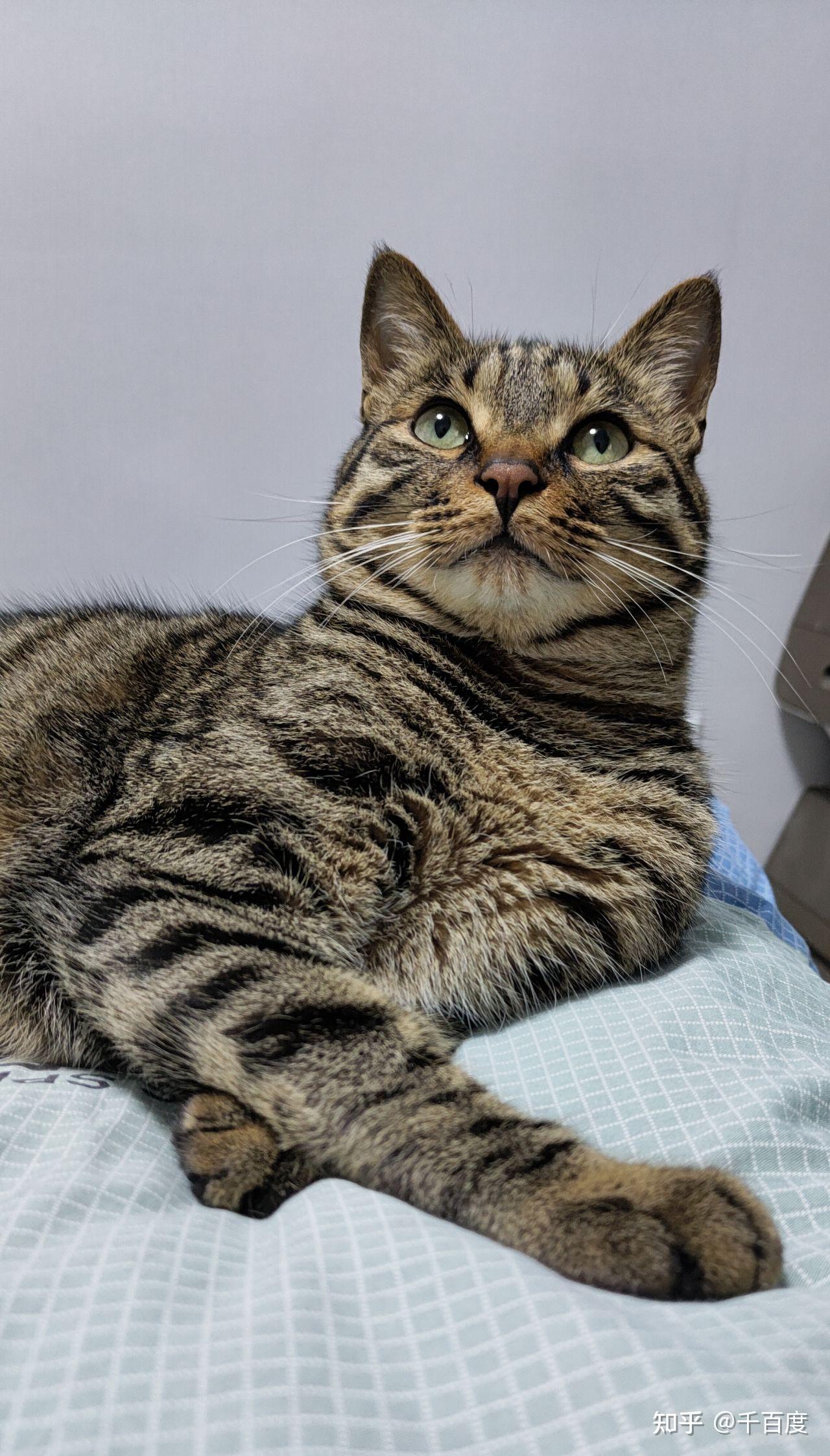 狸花猫可以漂亮到什么程度