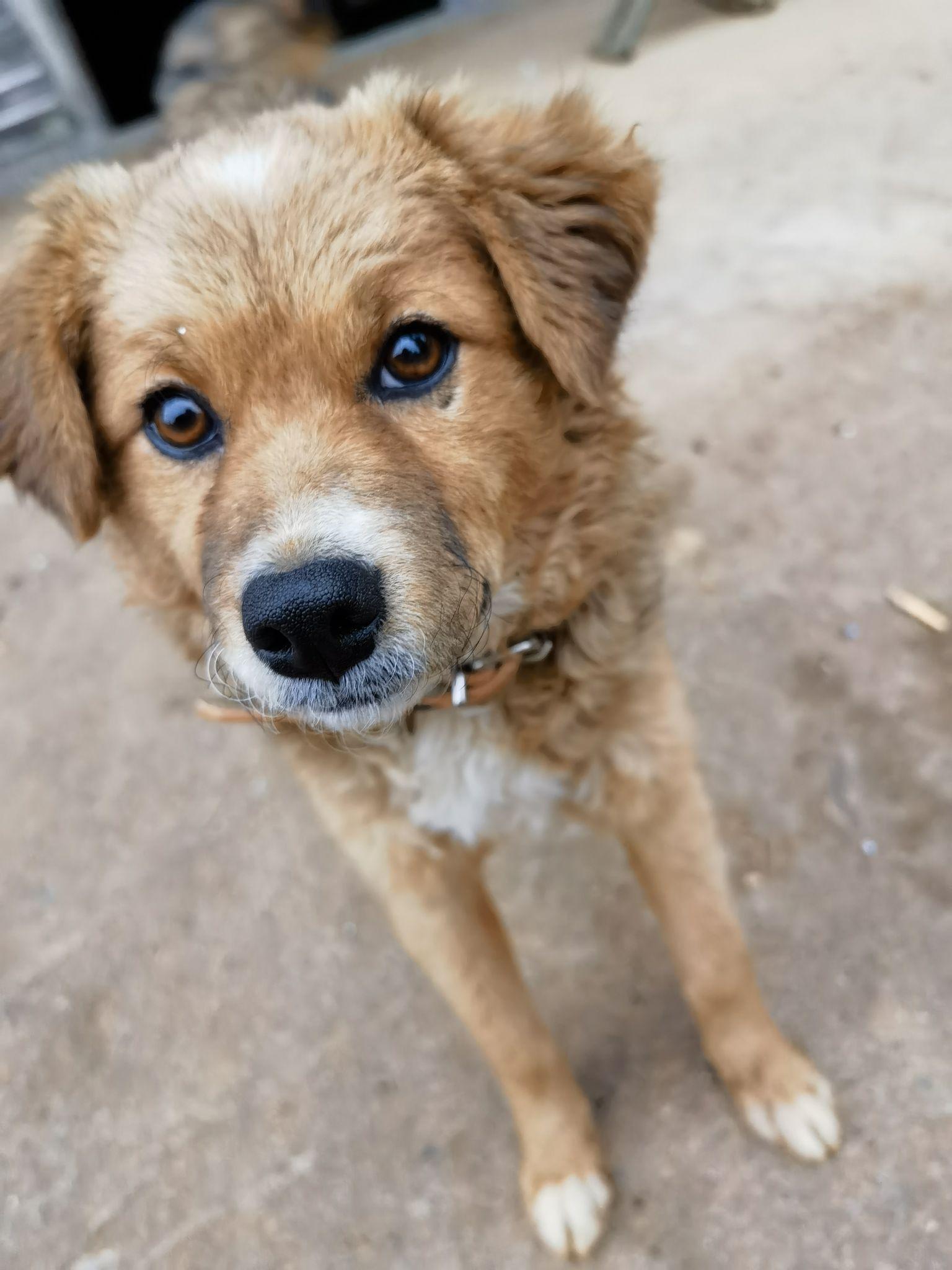 为什么所有狗里面土狗最丑,但是最难死?难道长得丑活得久?