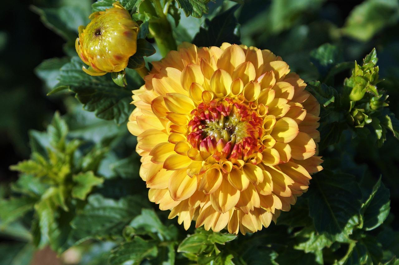 2. 菊花批发价格