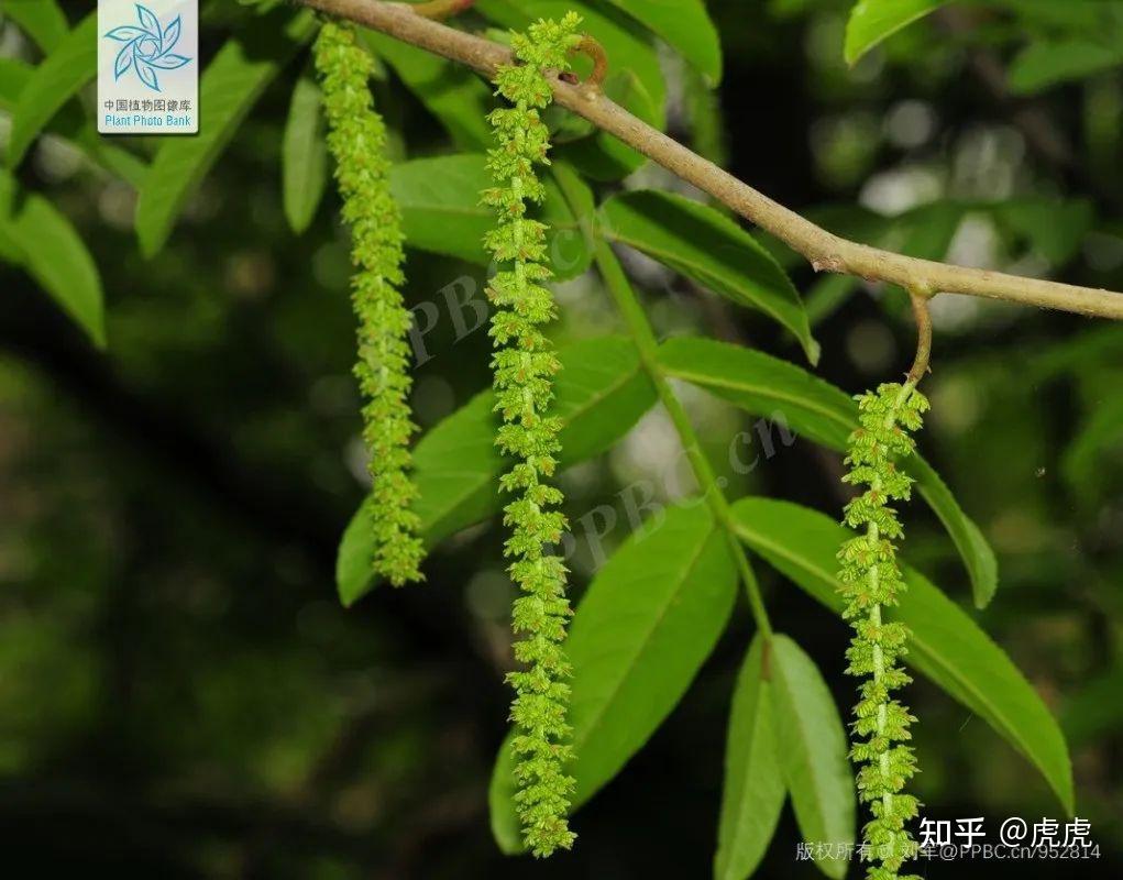 Chinese Wingnut 中国原生树种 中国翅果 枫杨 - 知乎