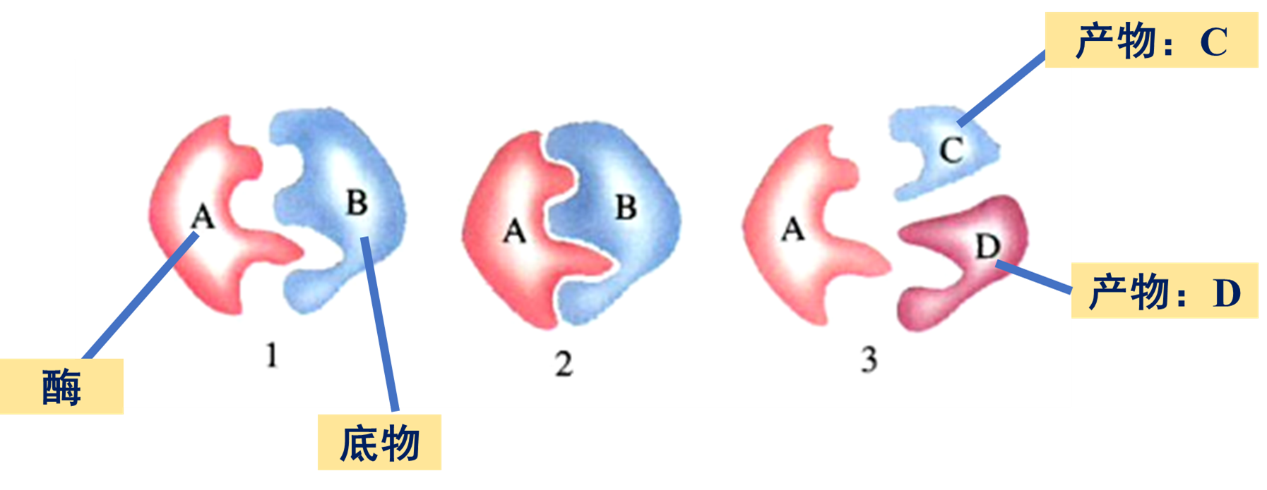 酶的竞争性抑制剂和非竞争性抑制剂有什么区别? - 知乎